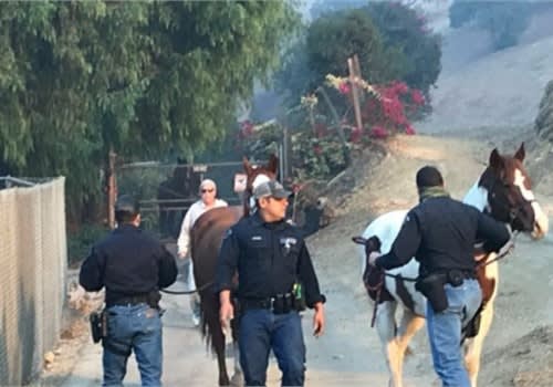 LAPD equestrian officers rescue a horse from the Creek Fire. (Photo: Gary Copeland/LAPD)