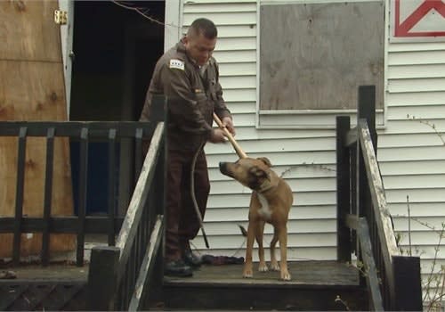 Planned law enforcement operation that involve locations guarded by dogs must include non-lethal means for neutralizing the dogs such as fire extinguishers and catch poles. Here, a Chicago animal control officer demonstrates use of a catch pole on a friendly animal.(Photo: National Canine Research Council)