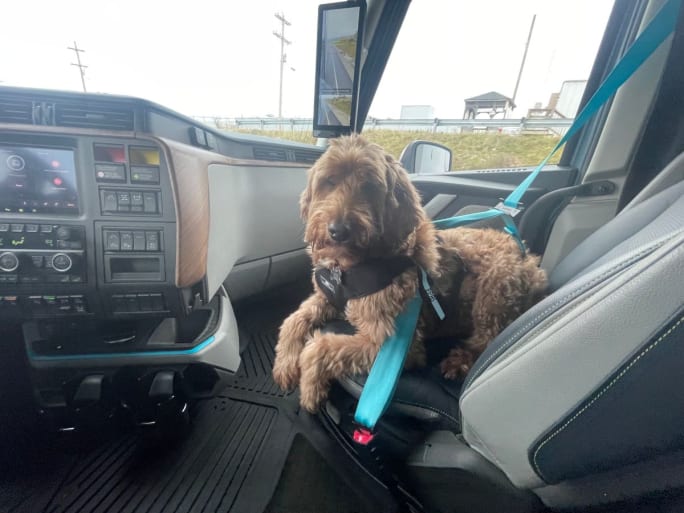Theo the dog in a Volvo VNL tractor.
