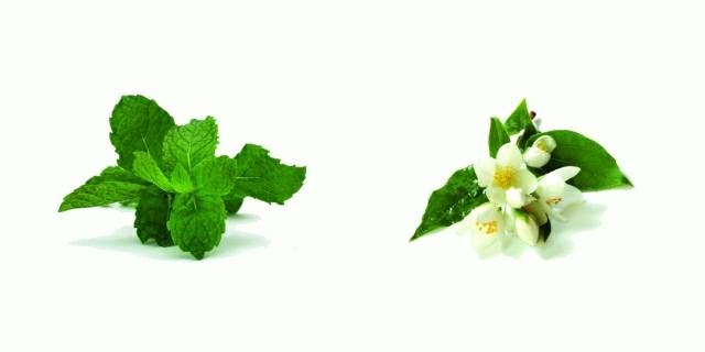 The Essence of Essential Oils