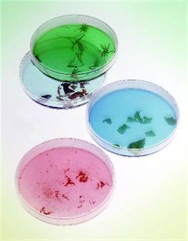 Bacterial Infections Continue to Plague Pedicure Clients