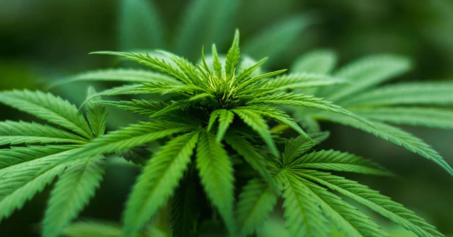 CBD Oils May Result in DOT-Testing Violation