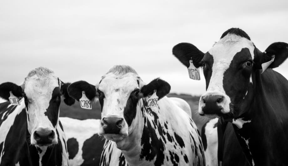 Cow Power by the Numbers