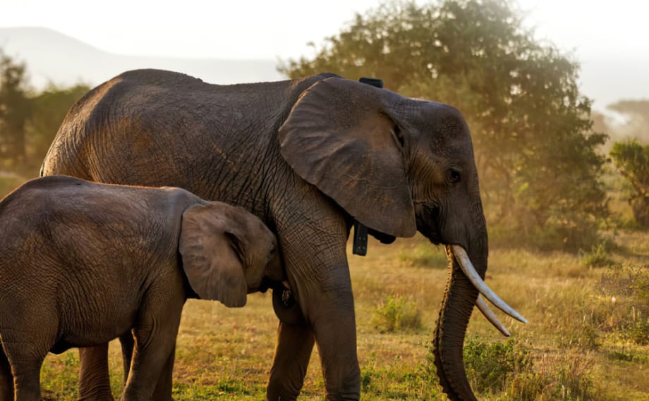 Popular Trucking Tech Used on Elephants
