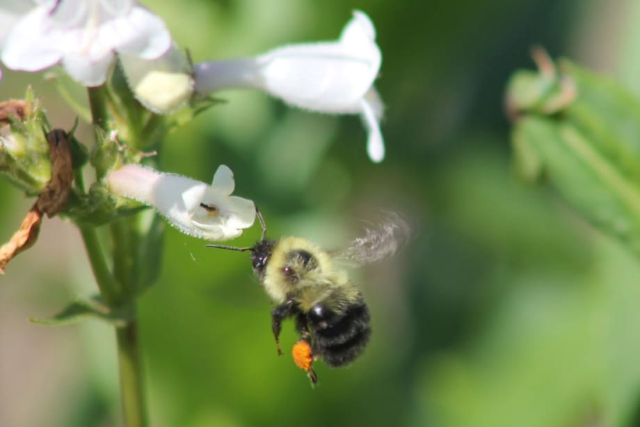 Toyota Teams Up for the Bees