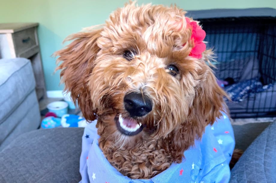 Survey Reveals Benefits of Taking Pets to Work