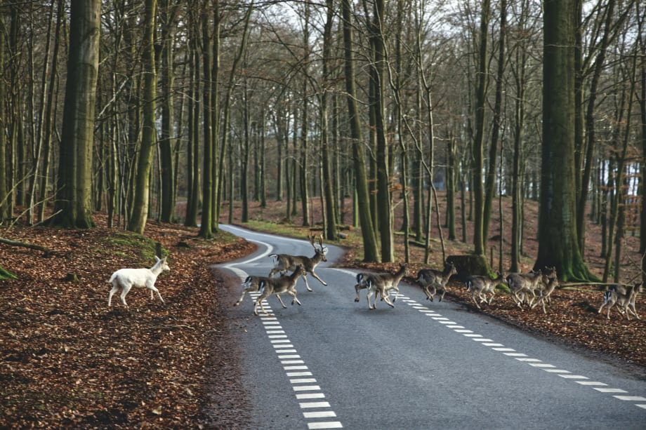 How to Avoid Animal Collisions