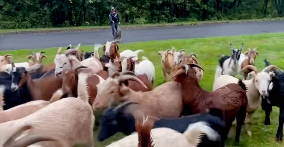 Video Shows Police Dog and Handler Herding Goats
