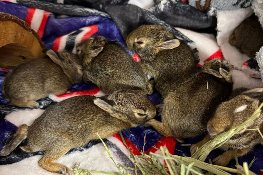 MI Deputy Saves Baby Rabbits That Were Tossed from a Car