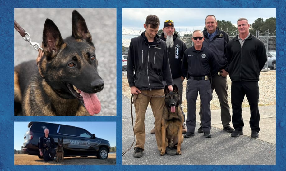Collage of police dog, closeup, with trainers, and with an officer outside a police vehicle