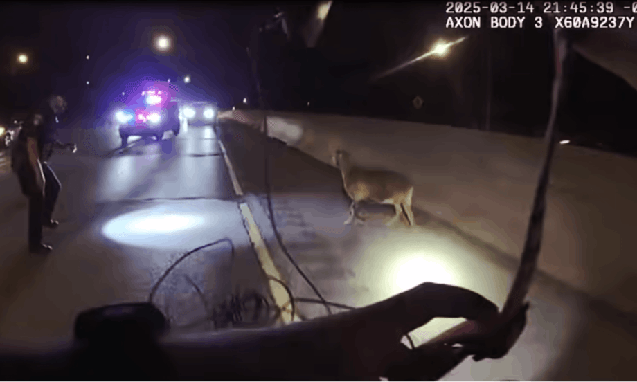 BWC Video: Goat Ignores Officers’ Commands, Flees, Now Named ‘Fugitive’