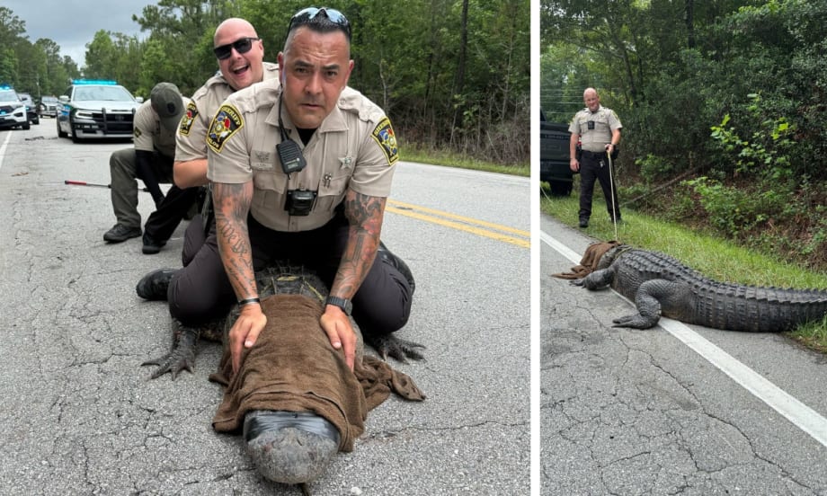 North Carolina Deputies Arrest Gator on “Suspicion of Being a Dinosaur”
