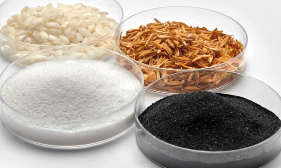 Four petri dishes containing white rice grains, golden rice husks, fine white silica powder, and black rice husk ash, arranged on a white surface to show material transformation.