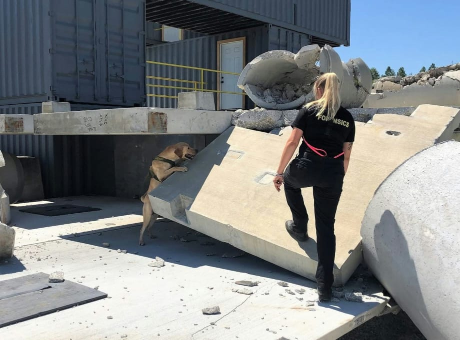 Police officer working with dog on concrete construction site