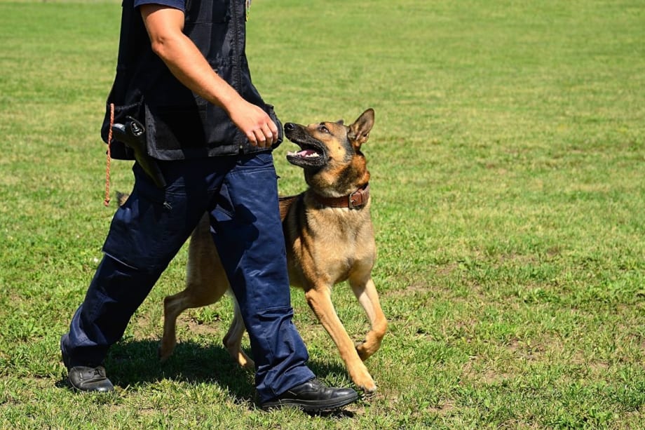Preventing Heat Injury in Police K-9s