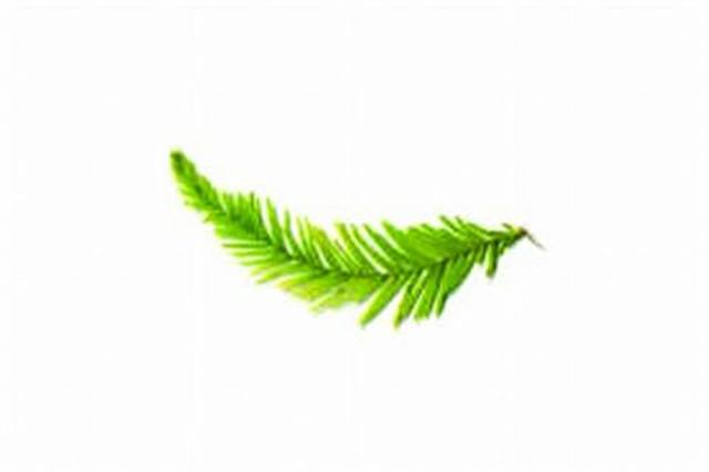 Acquaint Yourself with Essential Oils