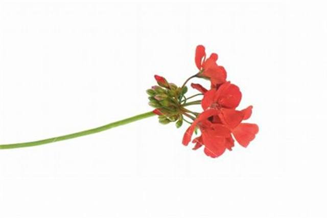 Acquaint Yourself with Essential Oils