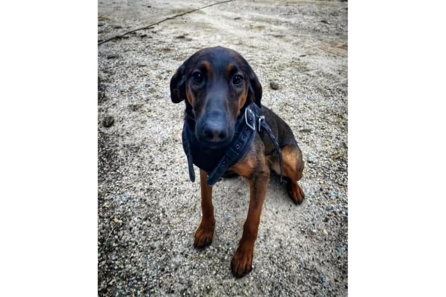 South Carolina K-9 Killed in Shootout, Suspect Dead