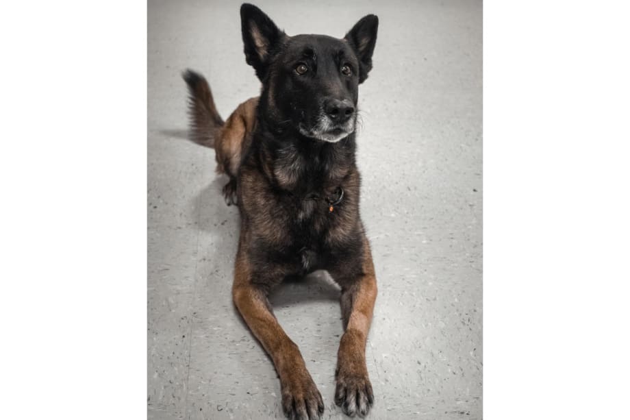 Louisiana Sheriff’s K-9 Dies of Medical Emergency After SWAT Operation