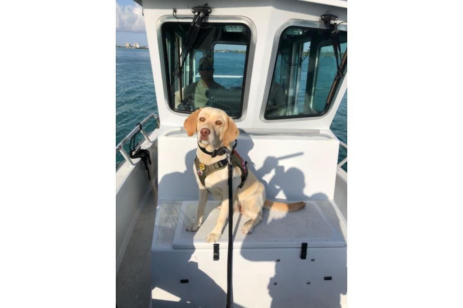 Florida Sheriff’s K-9 Killed in Pursuit Crash