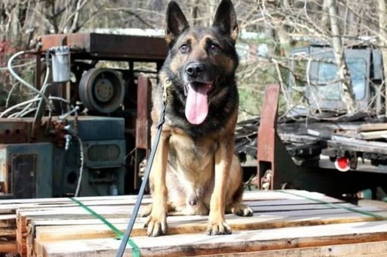 Hurricane Helene Takes Life of Tennessee Police K9
