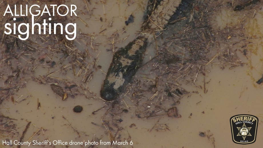 North Georgia Deputy Charged by Alligator During K-9 Training