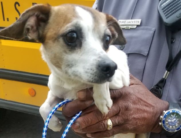 Chihuahua, Goat Board School Buses