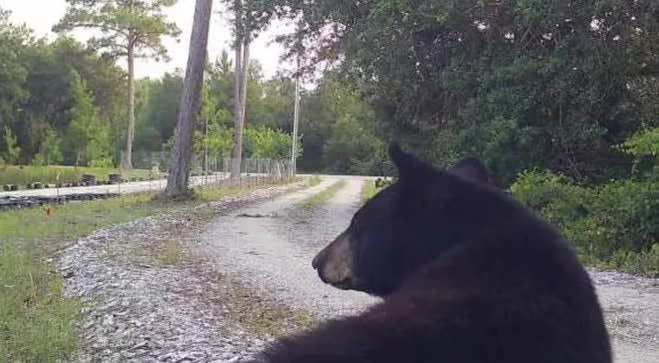 FL Sheriff Asks State Wildlife Agency for Help with Bears