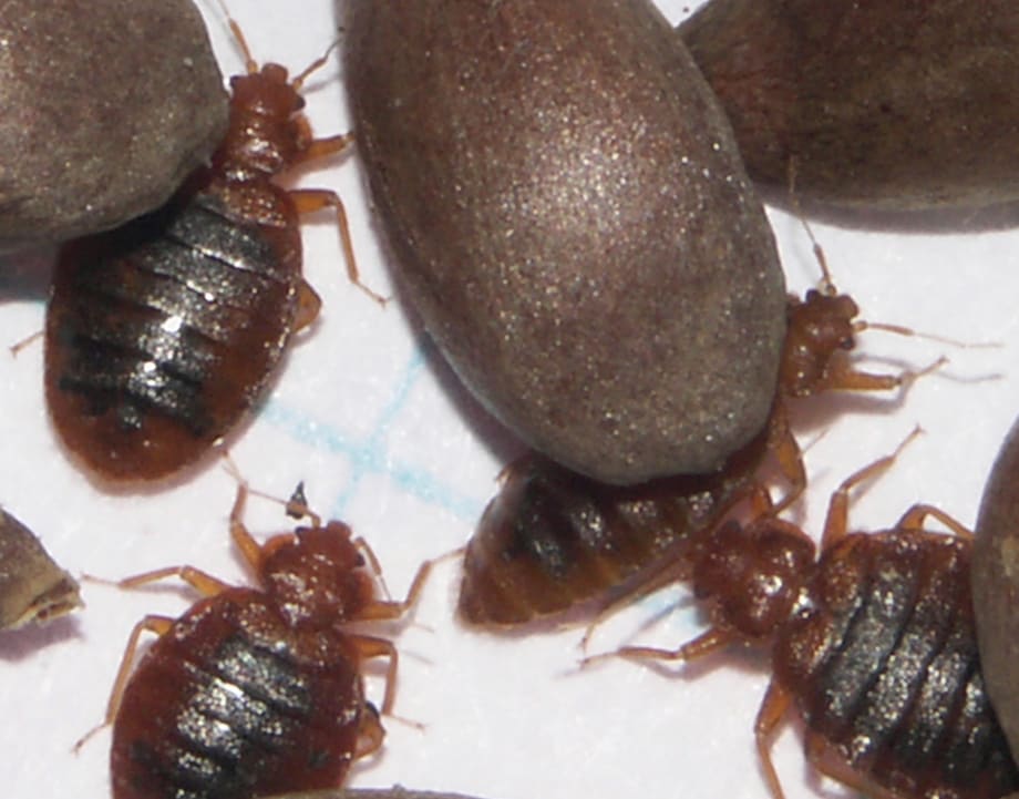 Scientists map bedbug genome, follow pest through NYC subway
