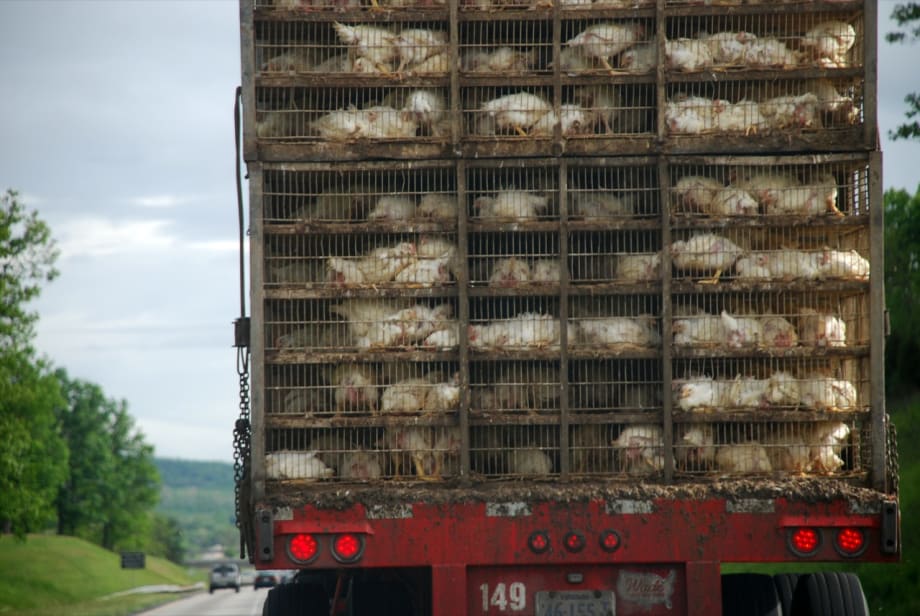 Bird Flu Affecting Trucking in Midwest