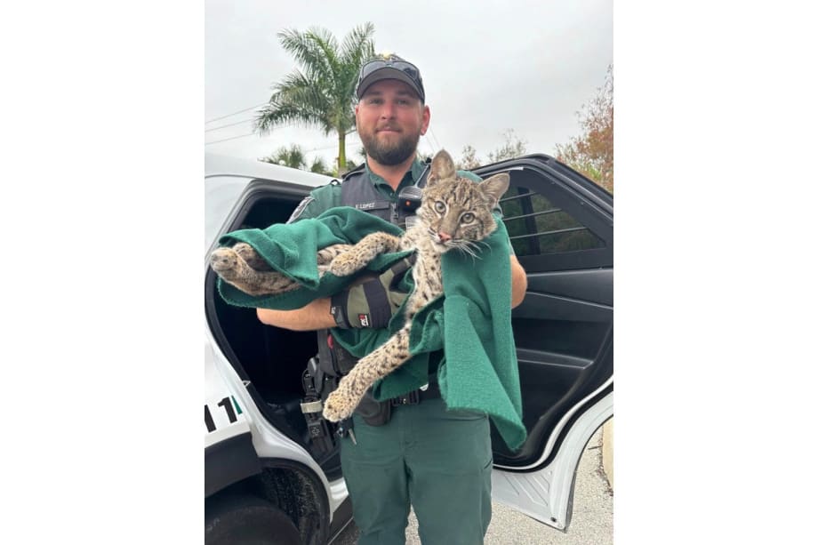 Florida Deputy Rescues Injured Bobcat