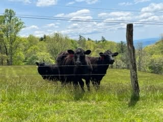 Cows Lead NC Officers to Suspect Hiding in Their Pasture