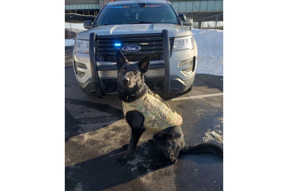 Connecticut K-9 Killed During Warrant Operation