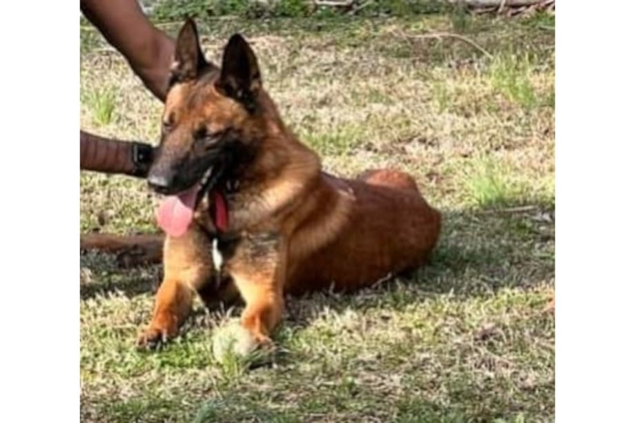 Former WV Officer Could be Charged Over Disappearance of K-9