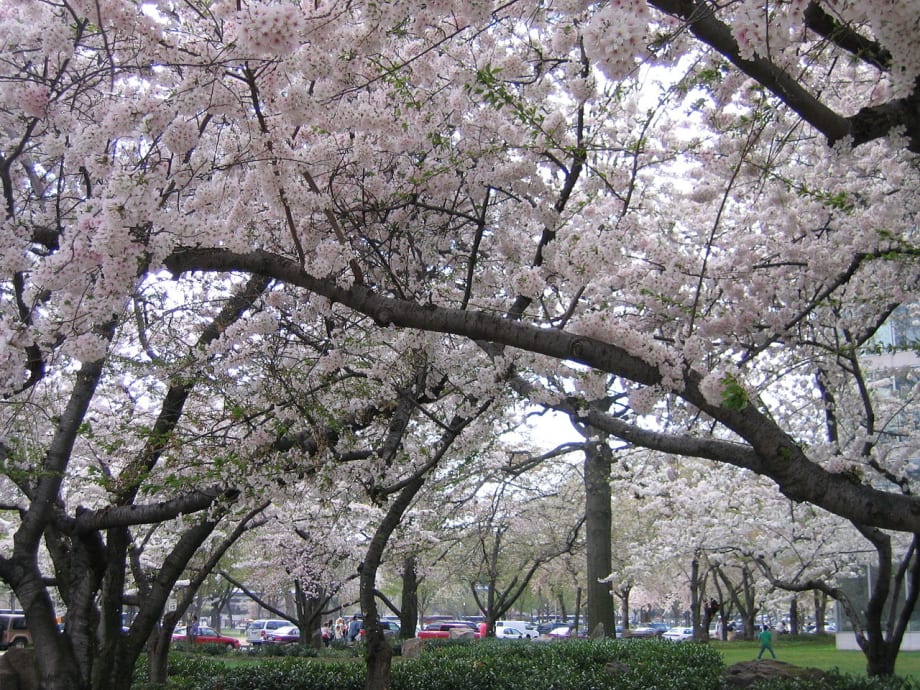 ABA, AAA implore leaders to address DC parking crisis 