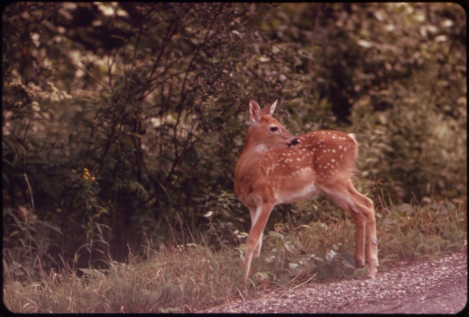 Deer tracking cameras help catch N.Y. subway copper thieves