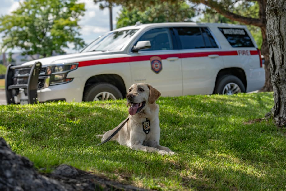 Wanted: Arson Dogs