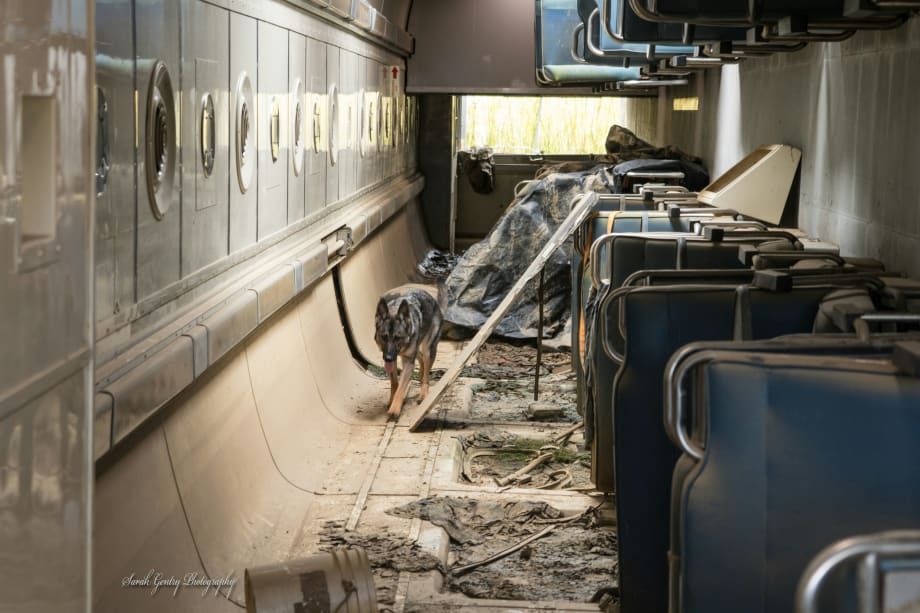 Ohio Dog First to Certify in USPCA Human Trafficking Detection