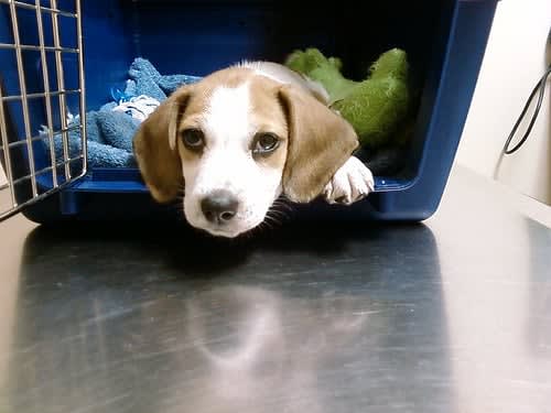 Amtrak to be required to allow pets on trains