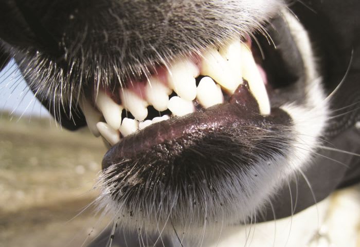 That Dog Will Bite You!