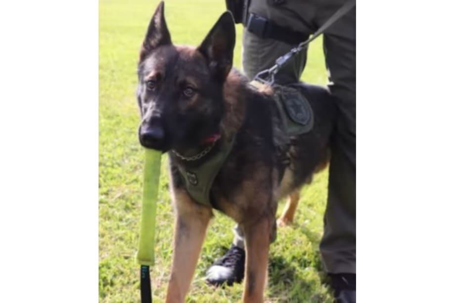 FL Sheriff's Office Hunting for K-9 Lost During Search in Woods