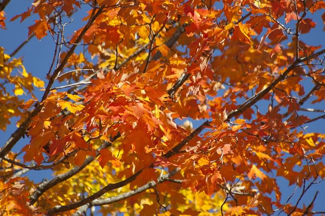 Keolis prepares for slippery rail season caused by fall foliage