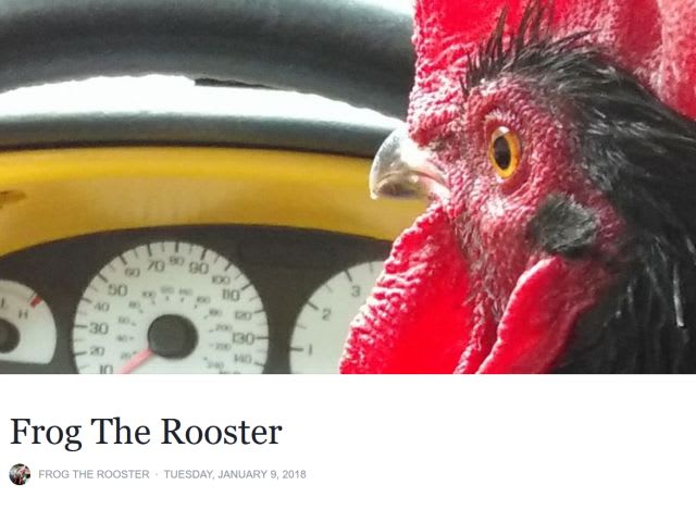Rooster Greets Girl at School Bus Stop