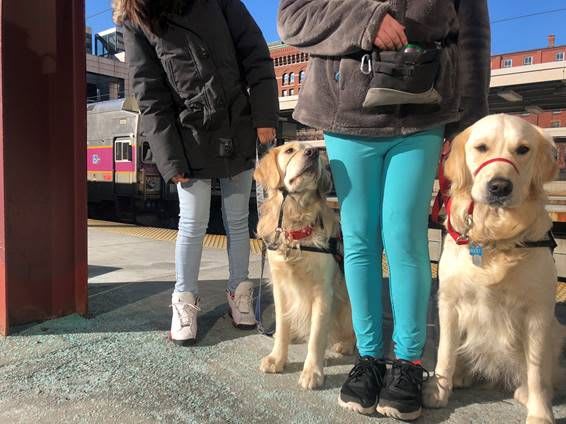 Keolis partners with group to train service dogs on commuter rail