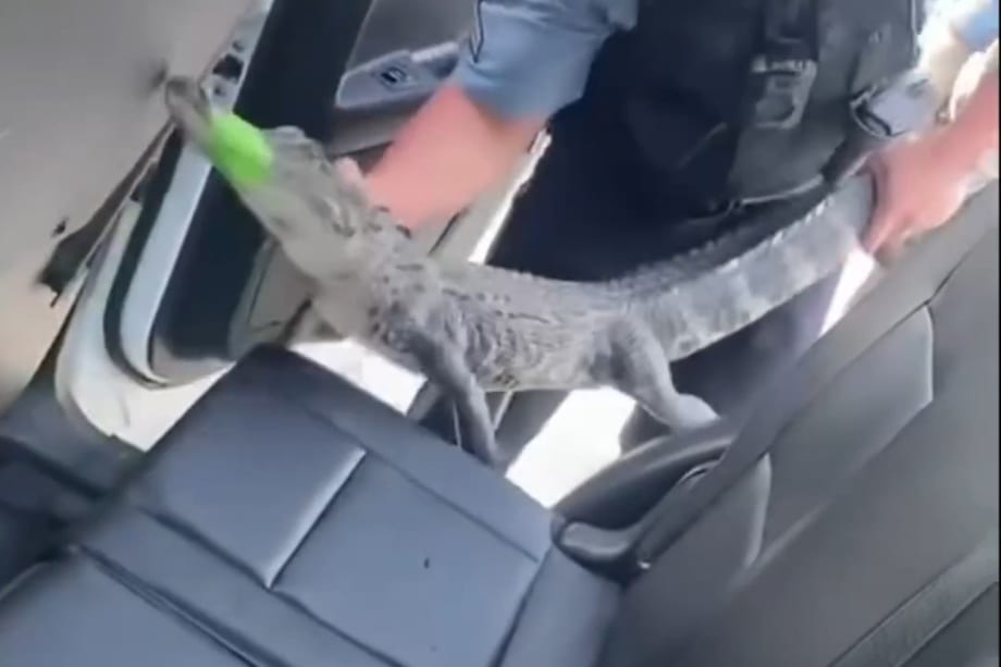 Georgia Officers Arrest Alligator in Homeowner’s Driveway