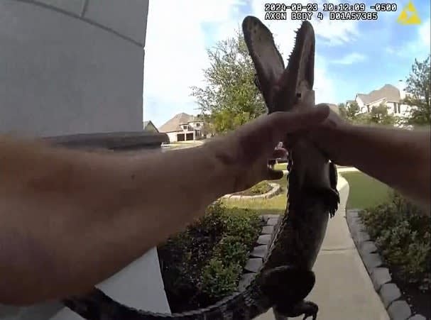 Video: Texas Officer Uses Bare Hands to Removes Alligator from Doorstep