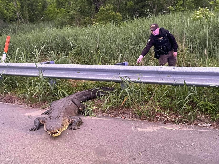 North Carolina Deputies Pull Alligator Off Highway