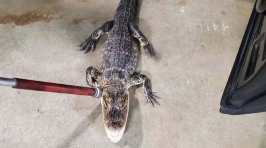 NJ Officers Capture Alligator in Residential Area