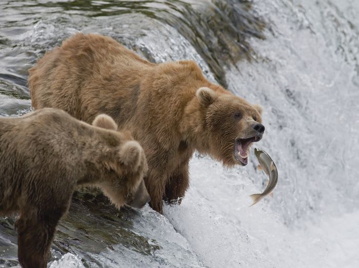 Watch Out for Grizzlies