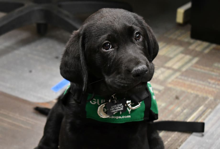 C-TRAN employee raising guide-dog-puppy-in-training